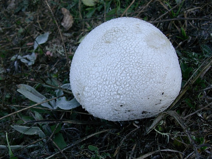 806 Ottobre vecchio ritrovamento